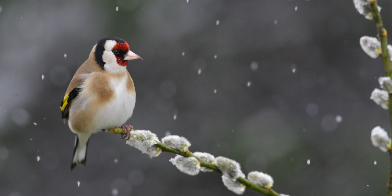 Chardonneret élégant posé, sous la neige